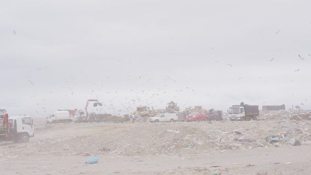 Birds flying over multiple vehicles removing trash in landfill. Heavy machinery and trucks visible. Use for environmental awareness, waste management, pollution control campaigns, or sustainability presentations.