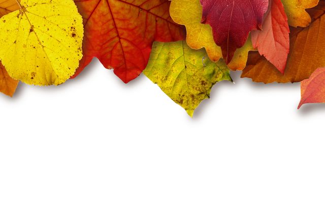 Vibrant autumn leaves in various colors create a border on a white background, capturing the essence of the fall season. Ideal for use in seasonal advertisements, greeting cards, nature-themed designs, and as decorative elements in projects celebrating autumn.