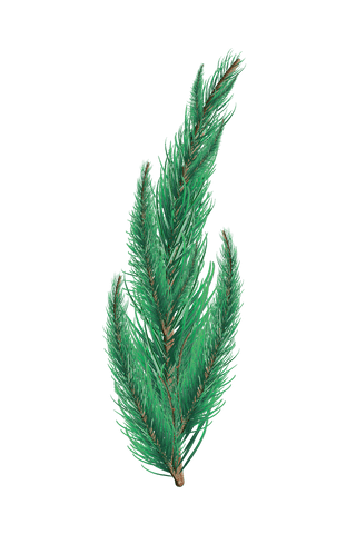 transparent green fir tree branch for festive decor - Download Free Stock Videos Pikwizard.com