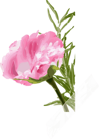 Elegant pink peony bloom with transparent tape