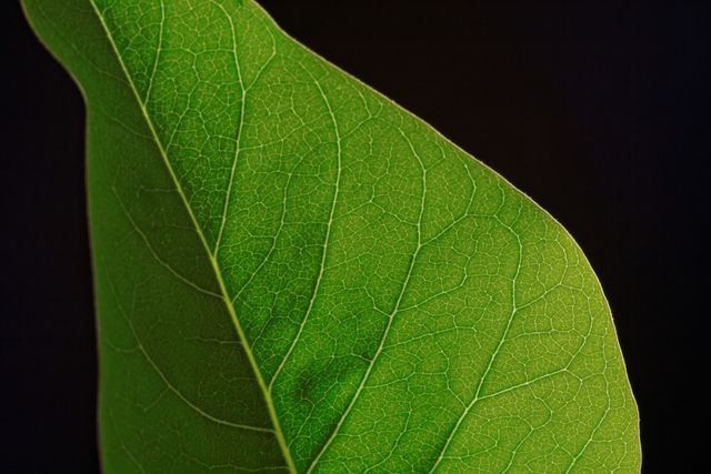 Close-Up of Green Leaf Veins Against Dark Background - Download Free Stock Photos Pikwizard.com