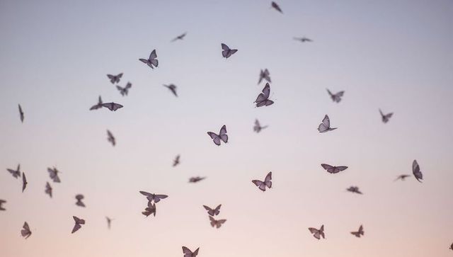 Pastel twilight butterflies fluttering across soft sky, dreamy ethereal winged flight