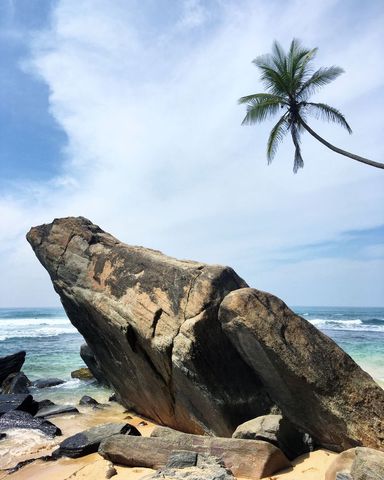 Palm tree beside large seaside rock on sandy beach
