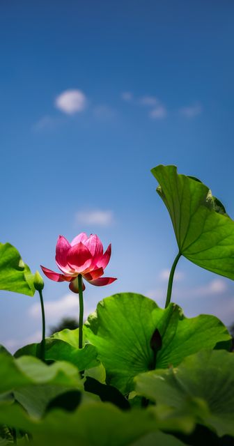 Pink lotus flower blooming amid large green leaves against a clear blue sky. Can be used for wellness, meditation, gardening, floral decor, nature appreciation materials, and environmental campaigns emphasizing tranquility and beauty.