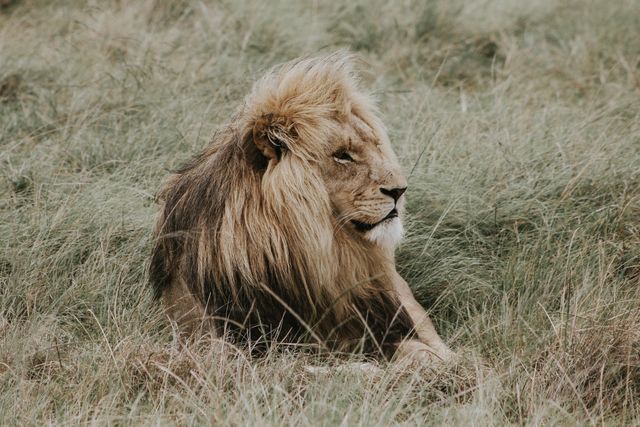 Majestic Lion Resting in Tall Grass in Natural Habitat - Download Free Stock Photos Pikwizard.com