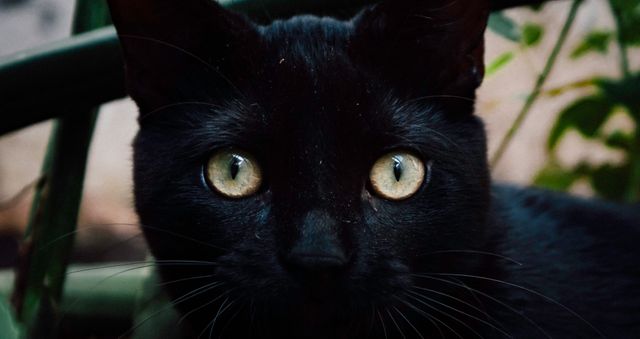 An enchanting close-up of a black cat with piercing yellow eyes staring directly at the viewer, showcasing its sleek fur and sharp whiskers. Perfect for pet-themed publications, animal welfare campaigns, feline-focused products, social media posts, and blog articles about cats.