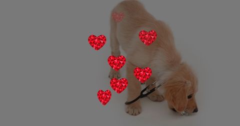 Golden Retriever Puppy with Red Heart Symbols in Loving Atmosphere