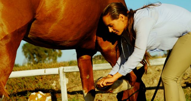 Female Equestrian Grooming Horse in Outdoor Stable - Download Free Stock Images Pikwizard.com
