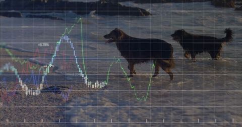 Dogs on beach with data financial overlay