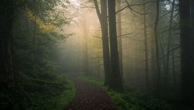 Misty morning trail curving through temperate forest with sunbeams filtering canopy
