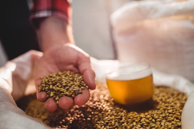 Hand holding barley grains next to a glass of beer in a brewery. Ideal for use in articles or advertisements related to brewing, craft beer production, and the brewing process. Can be used to illustrate the importance of quality ingredients in beer making.