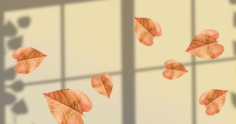 Autumn Leaves Floating with Window Shadow Background - Download Free Stock Images Pikwizard.com