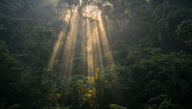 Sunbeam Channels Through Misty Dense Rainforest Canopy