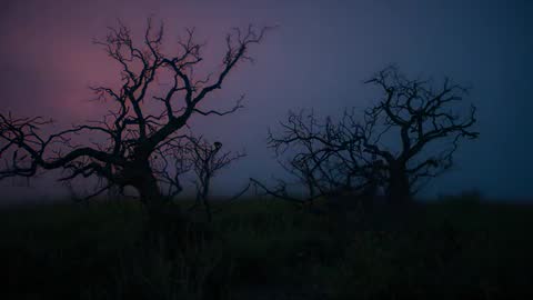 Mystical Night Scape with Twisted Trees and Fog