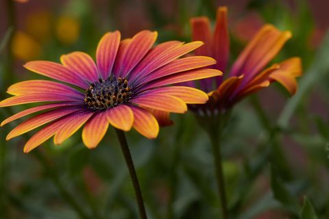 Vibrant orange and purple african daisy in bloom