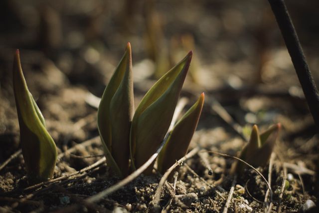 Young green shoots emerging from soil symbolize new beginnings, growth, and renewal. Ideal for gardening enthusiasts, environmental articles, nature photography, spring season promotions, and educational materials focused on plant biology and horticulture.