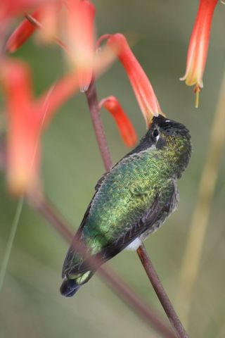 Hummingbird Feeding from Vibrant Flower