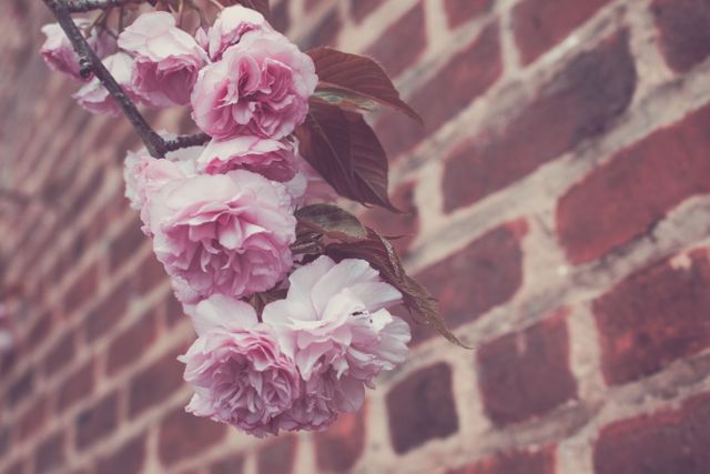 Close-up pink blossoms hanging from a branch, with a blurred brick wall in the background, offering a blend of rustic and natural elements. Ideal for use in spring-themed designs, gardening blogs, florist marketing materials, or botanical studies. The contrast between the tender blossoms and the rugged brick adds a unique visual appeal.
