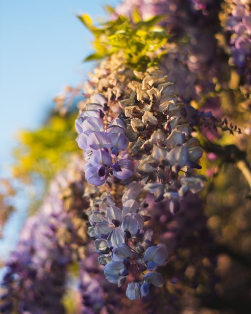 This image shows a close-up of wisteria flowers in full bloom under sunlight. The shades of purple and green leaves add a vivid pop of color. This image is perfect for representing themes of spring, gardening, and natural beauty, and can be used in websites, blogs, or marketing materials focused on nature and outdoor activities.