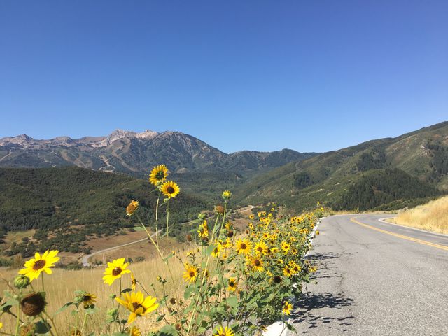 A picturesque mountain road lined with vibrant sunflowers under a clear blue sky. This captivating landscape is perfect for illustrating scenic routes, travel adventures, outdoor activities, countryside tranquility, and nature's beauty. Ideal for blogs, magazines, travel websites, promotional material, and posters celebrating the free spirit of exploration and the allure of rural landscapes.