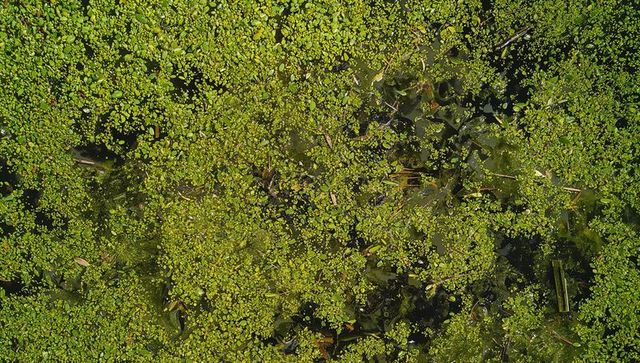 Floating duckweed mat covering pond surface with twigs and dark water texture