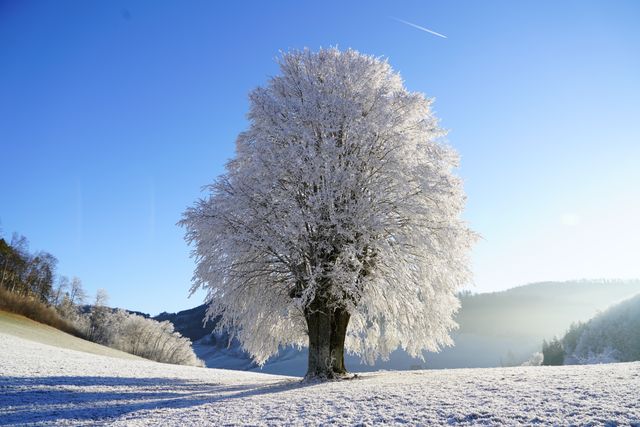 Snow-covered tree standing in frosty winter landscape during sunrise. Ideal for seasonal greetings, nature-themed content, and peaceful scene backgrounds.