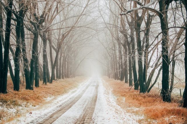 Misty tree-lined path through forest on winter day with light snow on ground. Perfect for conveying tranquility and serene winter beauty in advertising, promotional materials, travel brochures, greeting cards, and seasonal blog posts.