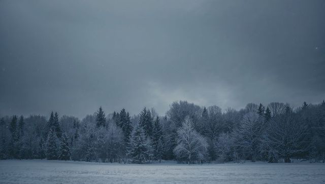 Snow-covered trees fringing open meadow, twilight overcast mood with falling snow