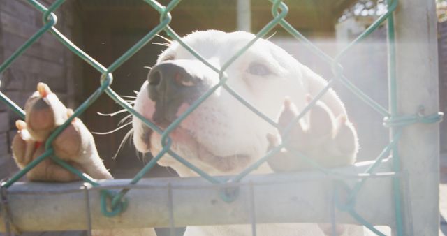 Close up of a rescued abandoned dog in an animal shelter, standing in a cage and looking at camera on a sunny day in slow motion