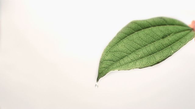 Macro shot of a water droplet hanging from the tip of a green leaf against a white background. Useful for nature-themed designs, purity and freshness concepts, eco-friendly products, minimalist aesthetics, and botanical studies.