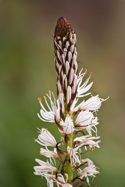 Close-up of a White Wildflower Blossom - Download Free Stock Images Pikwizard.com