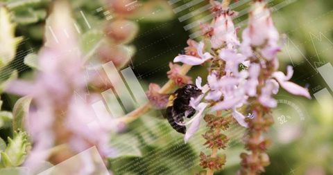 Black bumblebee on blossoms with digital data overlays
