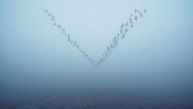V-formation birds flying through fog over textured open field, migration silhouette