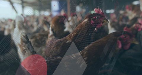 Brown hen in poultry barn reflecting farming industry
