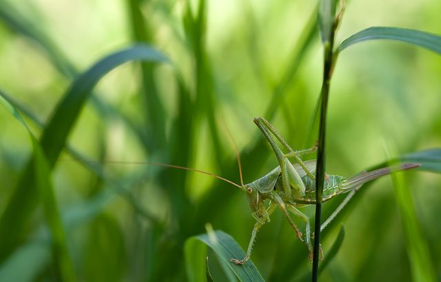 Close-Up of Grasshopper on Green Grass in Natural Habitat - Download Free Stock Photos Pikwizard.com