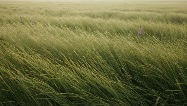Swaying tall prairie grasses rolling toward misty horizon with purple wildflower stalks