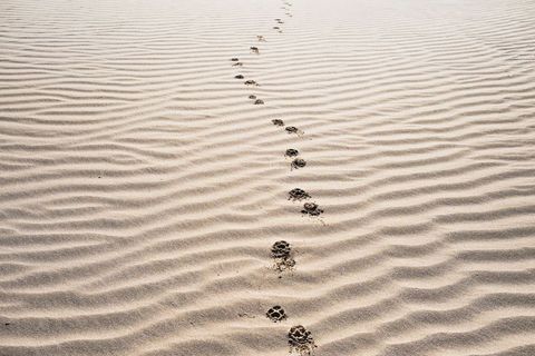 Solitary dog paw prints walking across wind-rippled sand dunes toward horizon