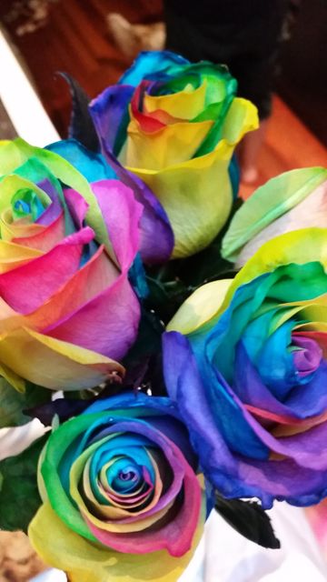 Bright, multicolored roses in full bloom show unique and vibrant colors. Perfect for use in artistic projects, design inspiration, greeting cards, floral arrangements, or advertising to emphasize natural beauty and creativity.