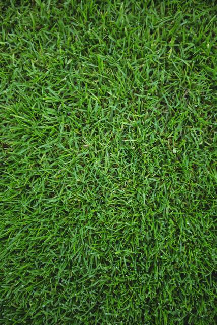 Fresh Green Grass Full Frame Background - Download Free Stock Photos Pikwizard.com