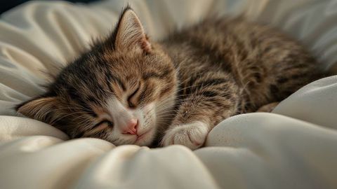 Striped kitten sleeping peacefully in cozy comforter nest
