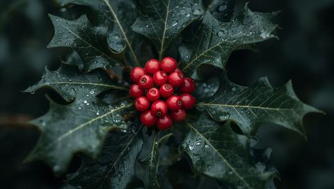 Glossy Red Holly Berries Cluster Nestling Among Dewy Spiny Green Leaves Macro