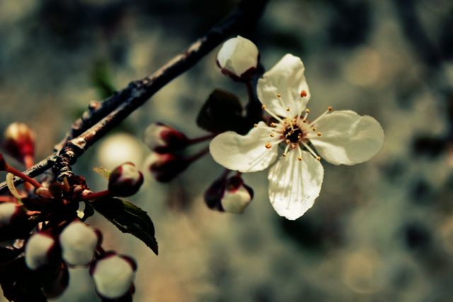 Cherry blossom flower blooming with surrounding buds. Ideal for nature-focused publications, gardening blogs, and spring-themed digital content.