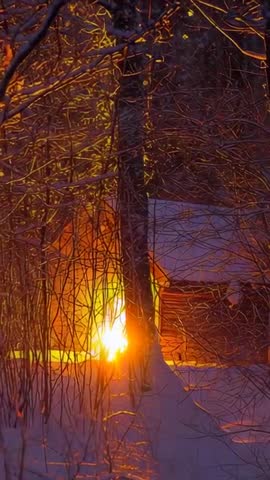 Vertical sunrise backlighting forest and cabin wall, warm golden glow through branches