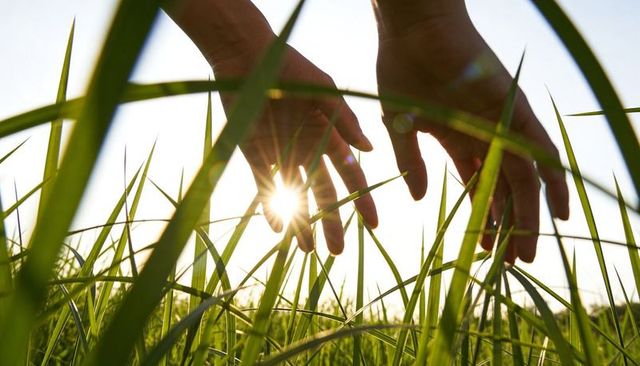 Sunburst through fingers hovering over tall meadow grass at golden hour