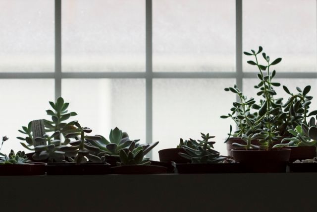 Various succulent plants displayed on a windowsill receive natural light through the window. Perfect for illustrating topics related to home gardening, interior decoration, plant care, or promoting products related to houseplants. Ideal for blogs, articles, social media posts, and websites focusing on plant decor and indoor gardening tips.