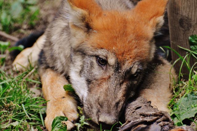Photograph shows a young wolf lying down on grassy ground in a forest environment. The wolf appears to be resting its head close to a piece of wood, showing a tranquil and serene moment. This image can be used in wildlife education materials, nature conservation campaigns, environmental blog posts, and animal behavior studies.