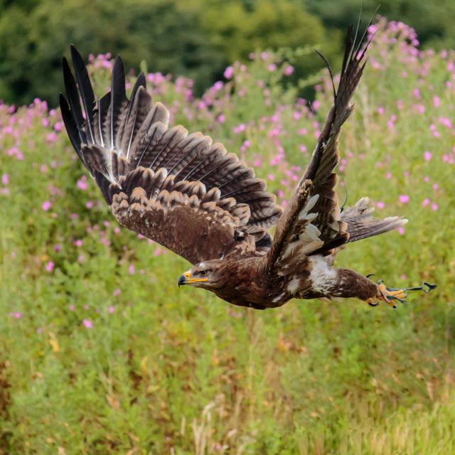Eagle flying over a wildflower field with wings spread. Ideal for projects involving wildlife, nature conservation, freedom, and outdoor themes.