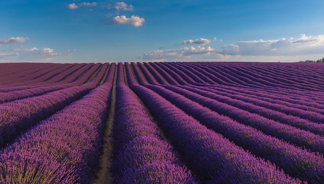 Lavender field stretching to horizon with symmetrical rows and central track under blue sky