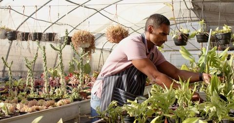 Male gardener tending plants in sunny greenhouse
