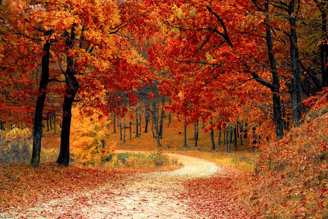 Winding path through forest with vibrant fall foliage, providing serene and colorful atmosphere. Great for content related to nature, seasons, outdoor activities, and backgrounds for websites or presentations promoting travel, relaxation, and natural beauty.